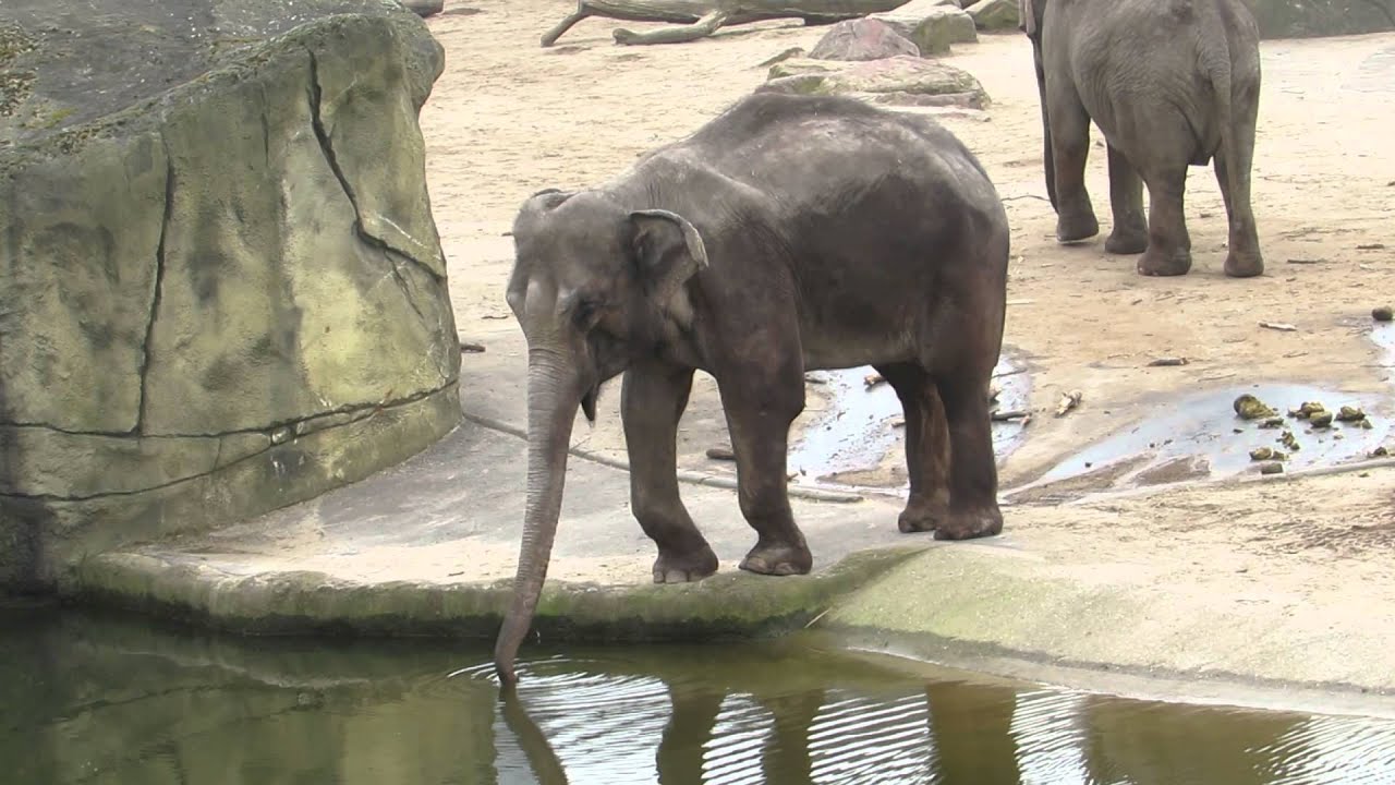 Elefant trinkt im Kölner Zoo YouTube Elefant trinkt im Kölner Zoo YouTube