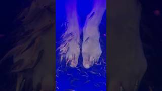 Fishy Foot Massage 🐟🐠 #Asmr #Feet #Footmassage #Massage #Trending #Travel #Fish #Thailand #Travel