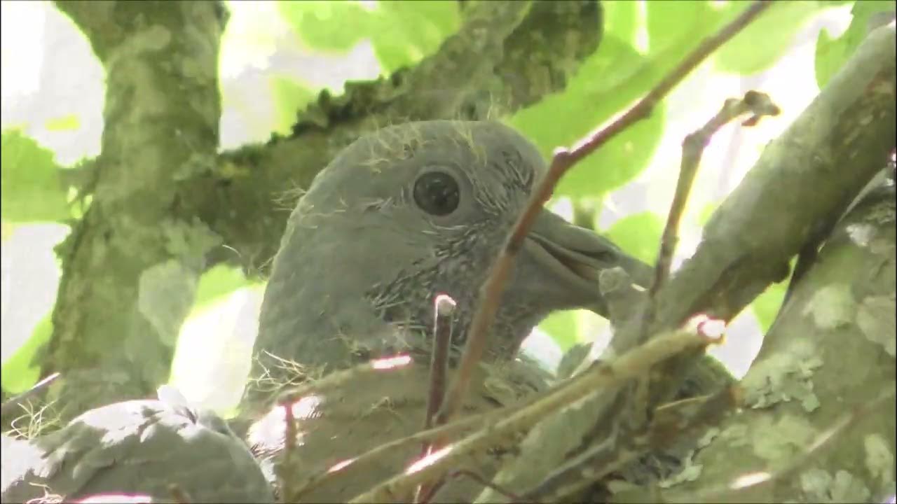 Nid de Pigeon dans le pommier à mi hauteur YouTube