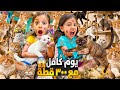 قضينا يوم كامل مع 300 قطة اغرب تجربة قطة شريرة خرمشت صفا ولولو 
