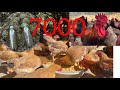 Full video: how to care for 7,000 free-range chickens in winter - chicken farm - poultry farming.