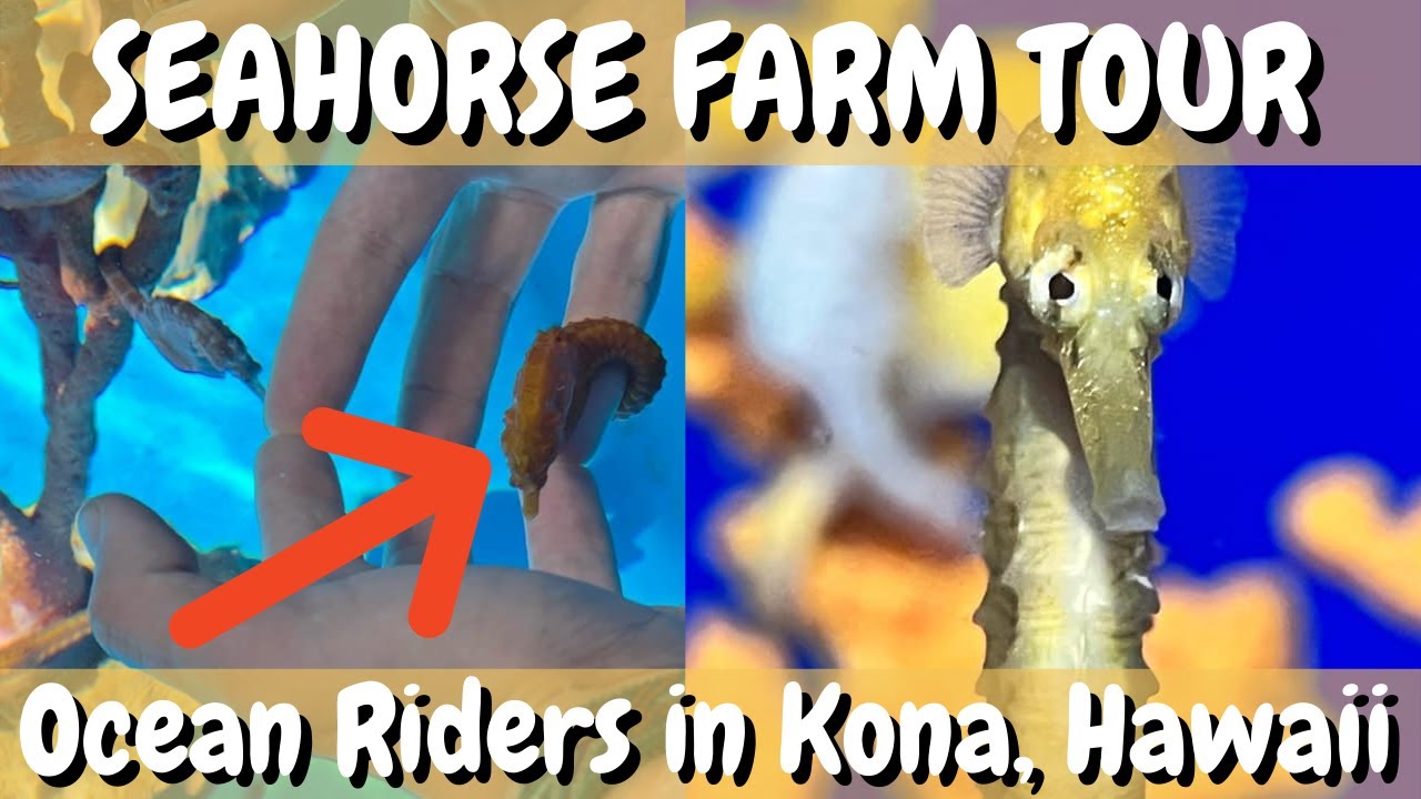 seahorse farm tour hawaii