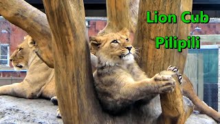 African Lion Cub “Pilipili” 🦁 December 29 2022 | Lincoln Park Zoo Chicago