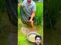 Amazing Big Shilvar Fish Cutting Skills In Gazipur Market Delhi #shortvideo #fish #rrrm