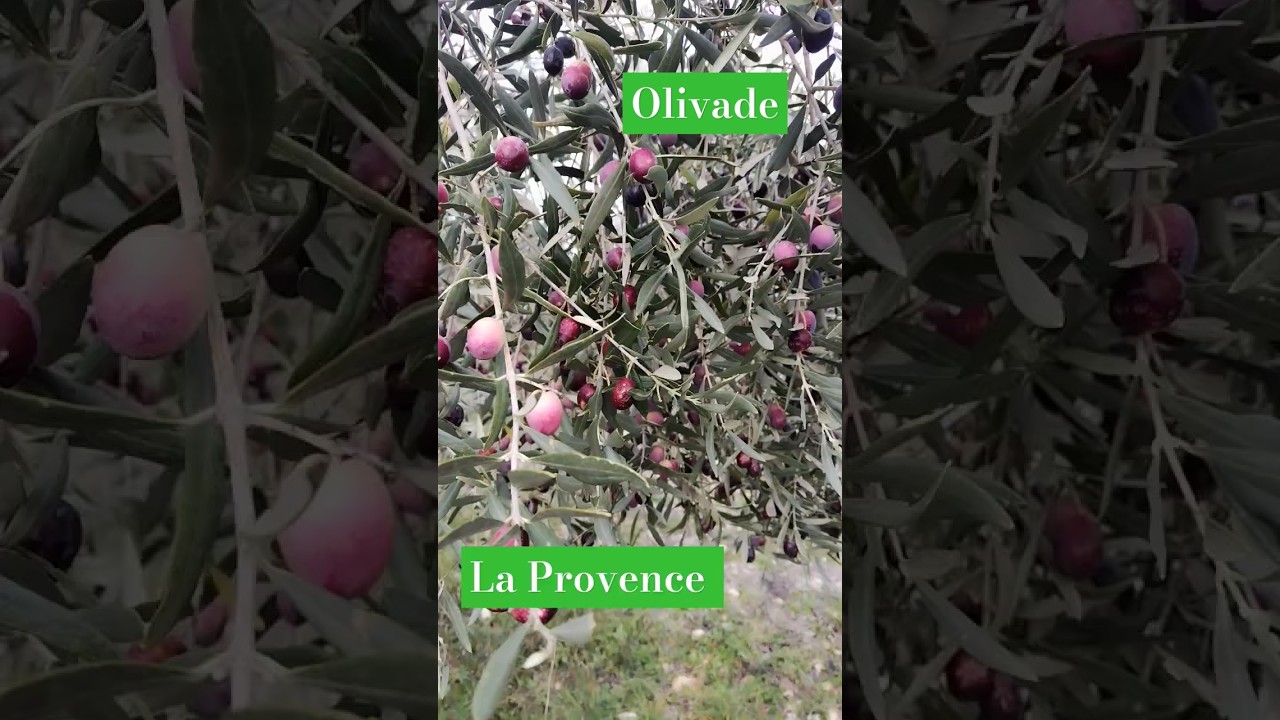 Quand ramasser les olives ?
