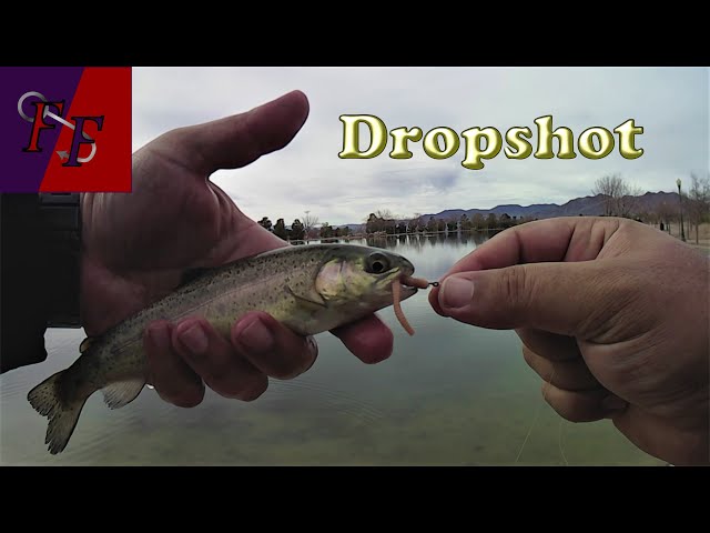 Dropshot fishing for stocked trout 