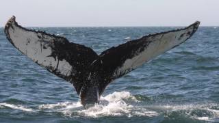 Grand Manan Day Trip - Humpback Whales, Seabirds and the South Head Cliffs