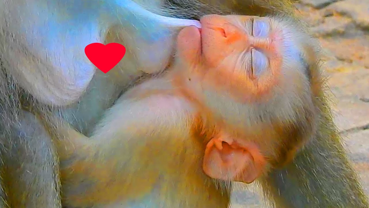 Cutie Lynx sleep well coz he breastfeed healthy milk from Luna, Lynx a sleeper coz he so healthy boy