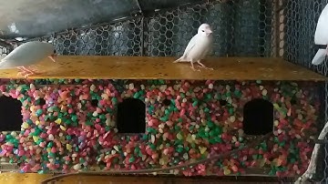 White Java bird||java||White java nest box|Handmade bird