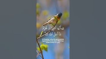 Surah At Tahrim (The Prohibition) | Mishary Rashid Alafasy |  سورة التحريم