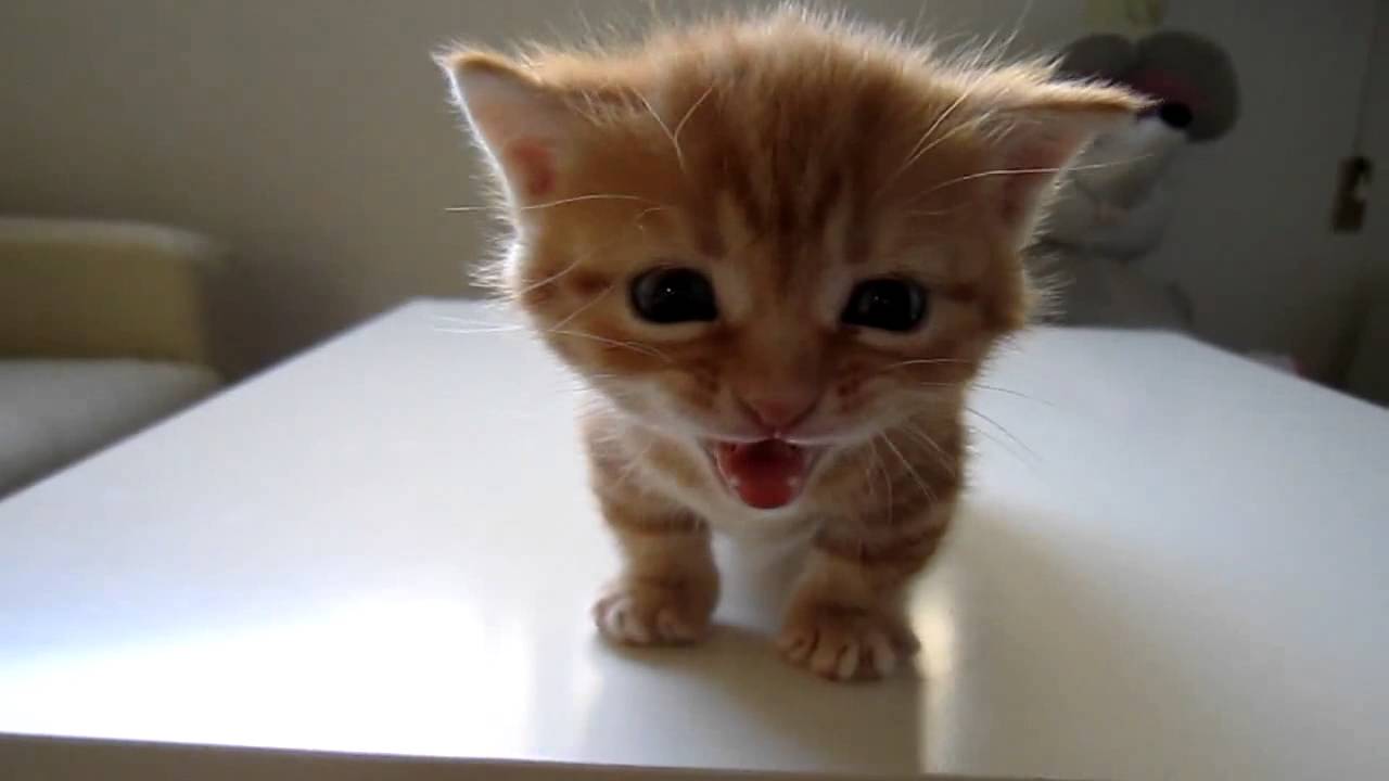 Включи веселый котенок. Котенок мяукает. Котята видео. Маленькие котики видео. Смешные котята видео.