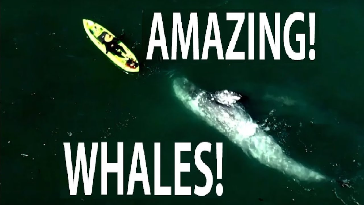 amazing whales journeys