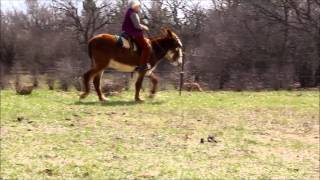 Mammoth Riding Donkey for sale