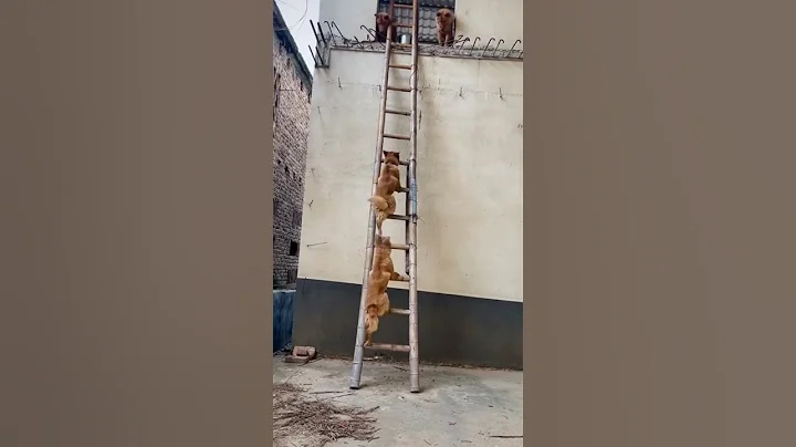 #finnyvideo #dogs #dog #doglover #youtubeshorts