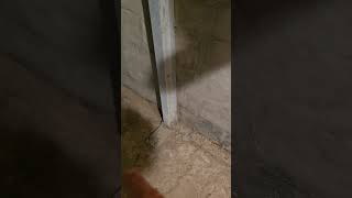 Power Braces in a basement #careyhomeinspection
