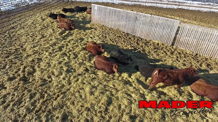 Mader Ranches