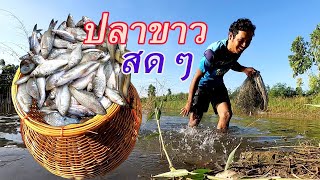 ปลาขาวสดๆ ดักมองปลาขาว วันนี้ปลาขาวติดมองสดดีมากๆ มีแต่ตัวงามๆ