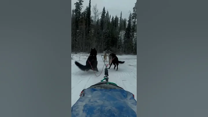 The joy of dog sledding #shorts #shortsvideo #shortsfeed