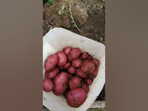 Картофель Кармен. 65 дней после в ходов. - YouTube