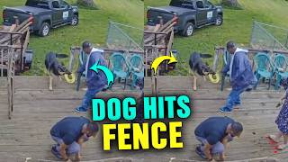 Dog Crashes Into Fence Post Chasing Frisbee, Cries to Owner