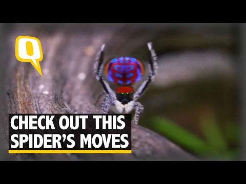 The Quint This Stunning Australian Peacock Spider Dances To Woo The Ladies