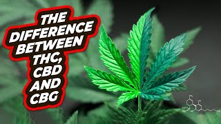 Famous The Difference between THC, CBD, and CBG Net Worth