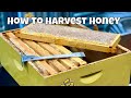 How to harvest honey | Beekeeping | 2022 Harvest