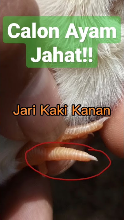 Ciri - Ciri Ayam Pukul Keras Dan Berefek