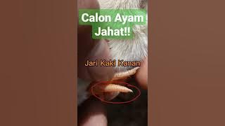Ciri - Ciri Ayam Pukul Keras Dan Berefek