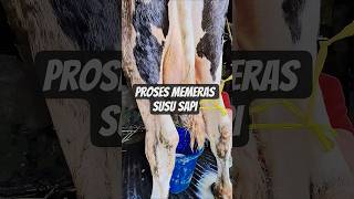 Memeras Susu Sapi Di Sore Hari.