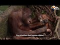 Wildfire Closes In On 60 Rescued Orangutans In Indonesia | The Dodo