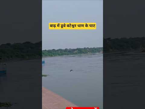 बटेश्वर धाम में फिर बढ़ा यमुना का पानी || #shorts #viral #बढ़ #बटेश्वर #bateswar #rameshbkvlog