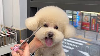 그대로 따라해보세요! 초보애견미용사를 위한 푸들 귀툭튀 미용 / Poodle grooming / cute dog