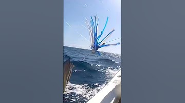 Gaffing a 57lb Wahoo #shorts #wahoo #fishing