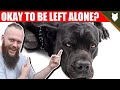 Can a CANE CORSO be left alone?