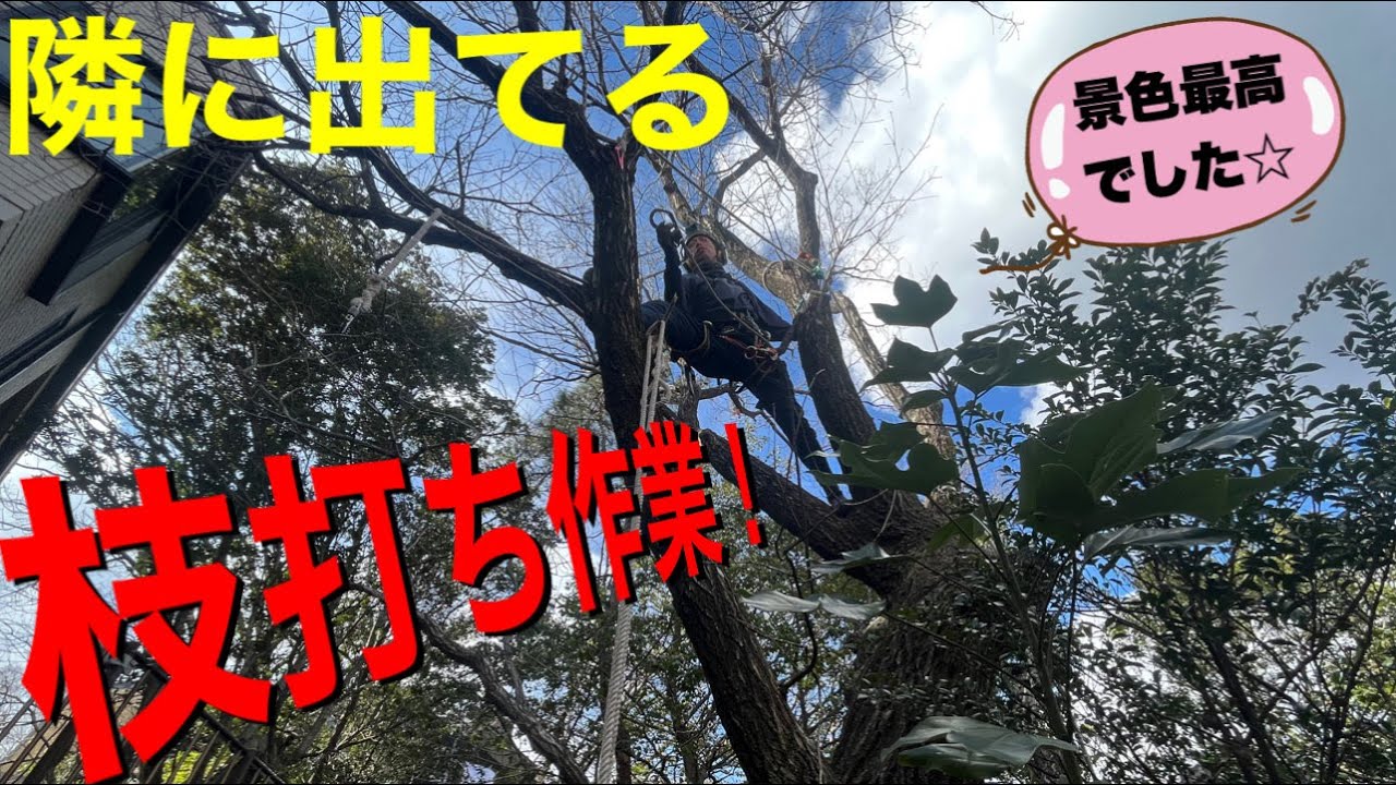 支障木剪定おこないます
