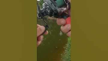 CÂU CÁ LÓC MỒI GIẢ | 5 RÂU ĐI VÀ CÂU #shorts #caucaloc #fishing #snakeheadhunting #nháihơiNCC