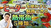 魚のお腹が膨らむ 腹水病とは グッピーや金魚などかかりやすい魚と治療 Youtube