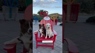 Another wonderful #petfriendly stay on #jekyllisland #marriottbonvoy #westinhotel