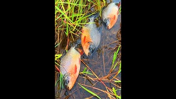 bắt cá ngoài ruộng, cá lóc, cá chim, cá chép koi - các loại cá nước ngọt