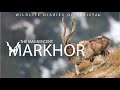 The magnificent markhor  wildlife diaries of pakistan