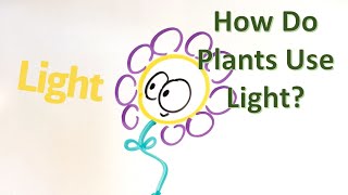 How do Plants Use Light? (3.3)