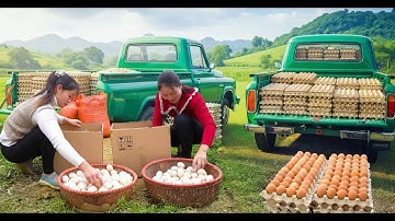 Harvest A Lot Of Duck Eggs, Use Truck Transport GIANT Eggs Go Market To Sell