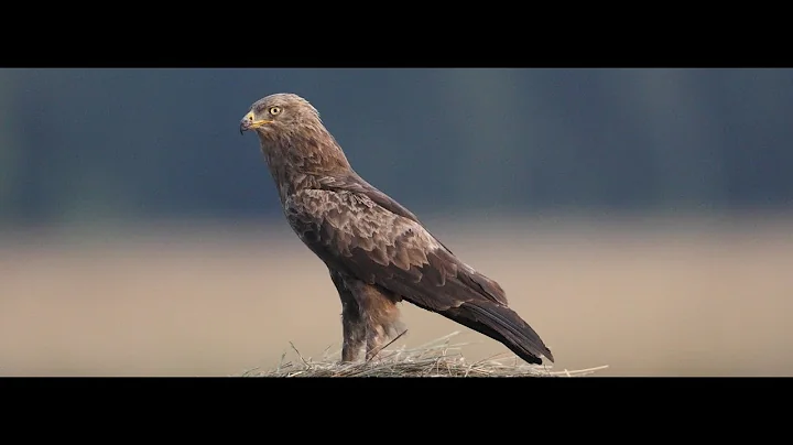 LESSER SPOTTED EAGLES IN LATVIA