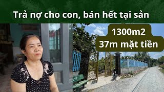 16.5.23 cảm động cô Út vì con bán hết tài sản trả nợ 1300m2 đất thổ gần chợ Bình Chánh ngang 37m