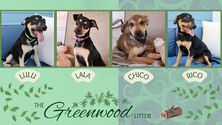 Wiggles, wags, and smooches galore - the Greenwood litter is a-DOBIE-dorable!