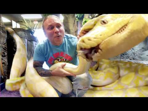 Video: Chembe Ya Mpira - Python Regius Reptile Breed Hypoallergenic, Health And Life Span