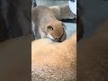 みんな集まってる笑 #豆柴カフェ #豆柴子犬