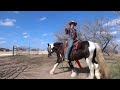 ~ Gypsy Vanner Trained by Bekah Tate ~