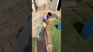 Monkey Ur Dogs Ko Shower Krwa dia😍   #petshorts #dailyvlog #petsvlog #shortsfeed #virul
